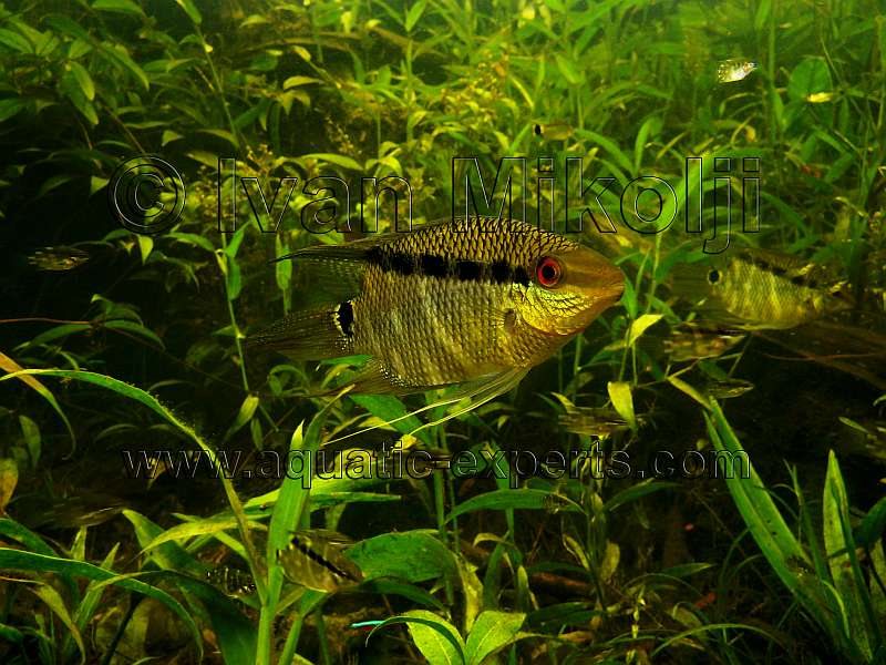 Freshwater Natural Aquarium Documentary